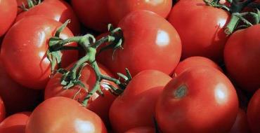 Лучшие сорта томатов для длительного хранения в свежем виде
