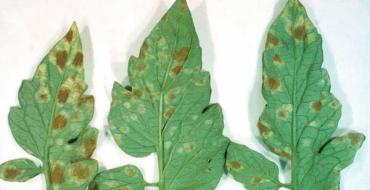 Пятнистость листьев: описание и фото видов заболевания Как лечить бурую пятнистость