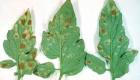 Пятнистость листьев: описание и фото видов заболевания Как лечить бурую пятнистость