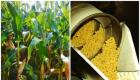 Как делают кукурузные палочки – польза и вред